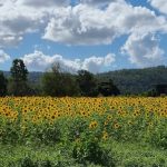 Oregon Sunflower Fields