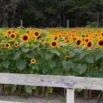 Oregon Sunflower Fields: A Breathtaking Visual Escape!