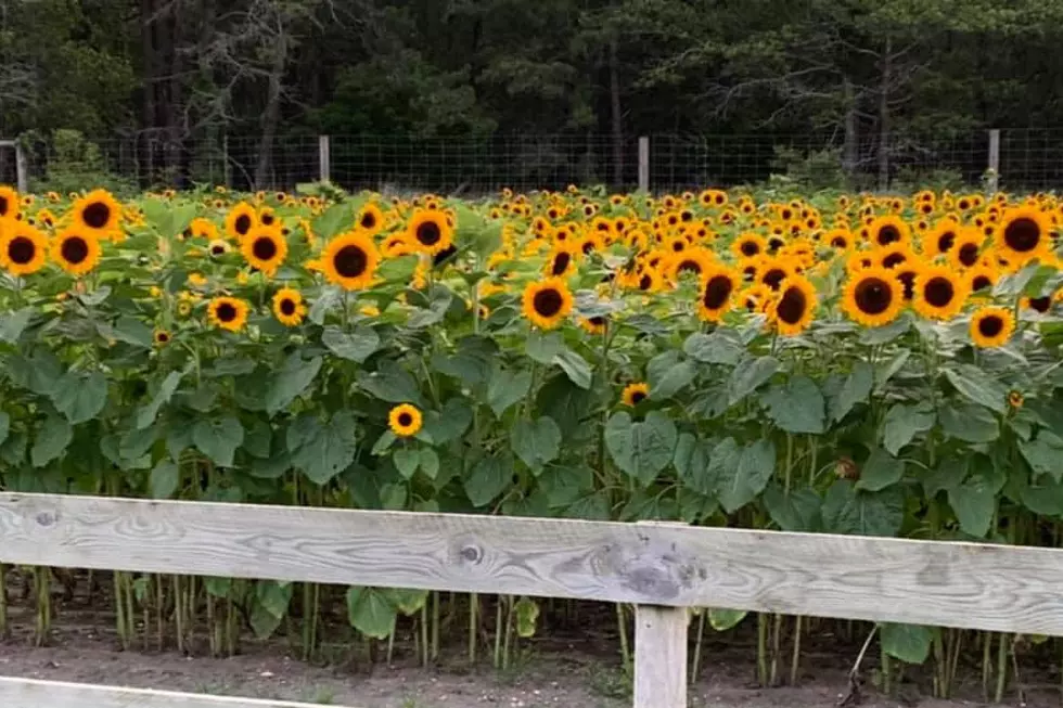 Oregon Sunflower Fields: A Breathtaking Visual Escape!