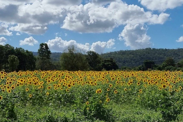 Oregon Sunflower Fields